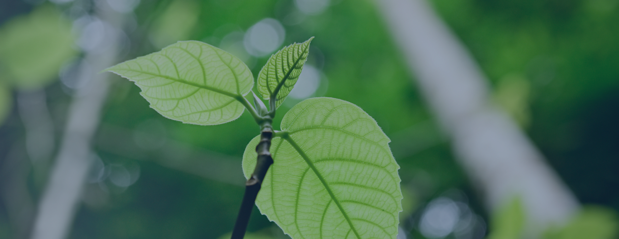 旺洲開發股份有限公司